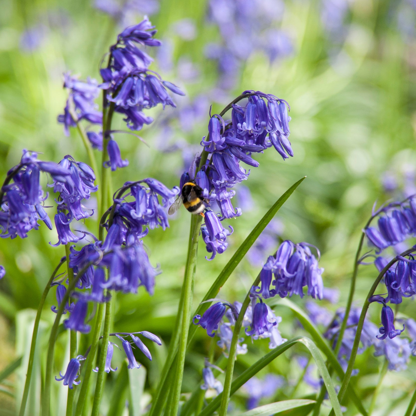 British Native Species | The World's Finest Bulbs – Organic Bulbs