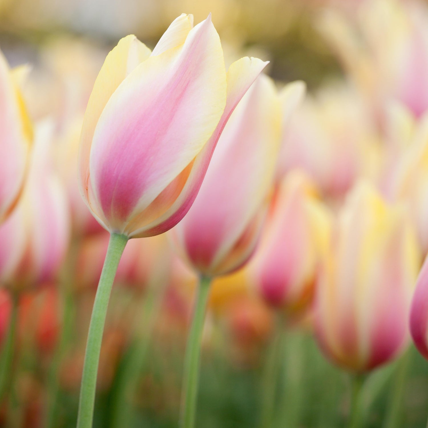Organic Tulipa &