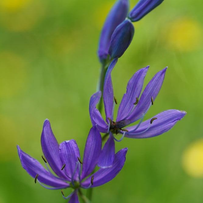 Organic Camassia Quamash
