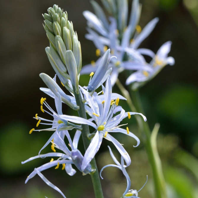 Organic Camassia cusickii
