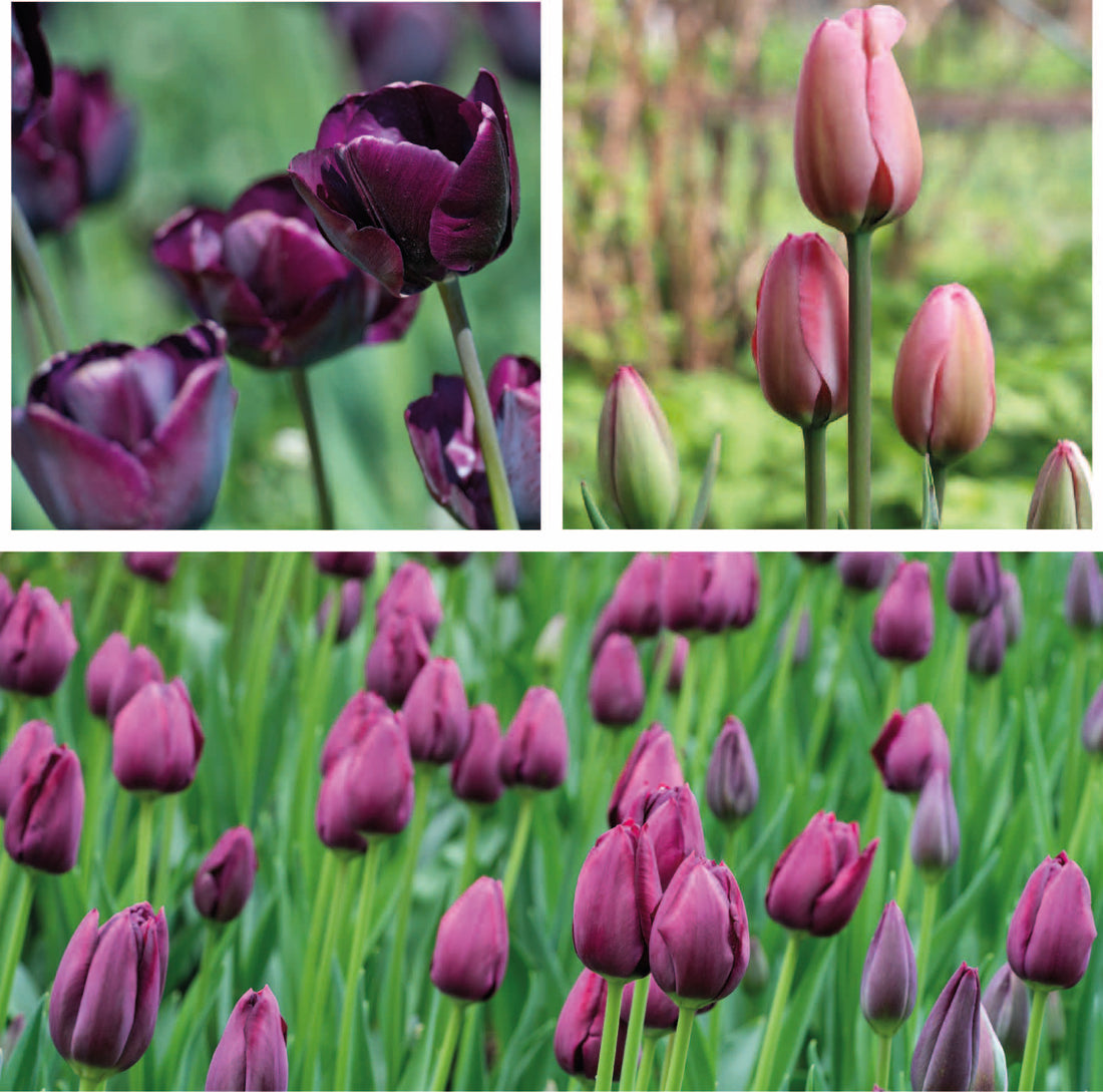 Cassis Tulip Collection