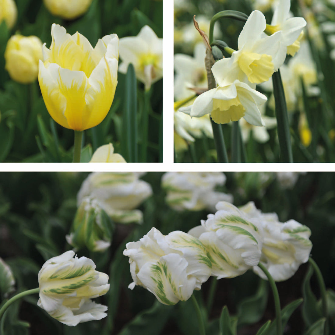 Citrus Spring Collection