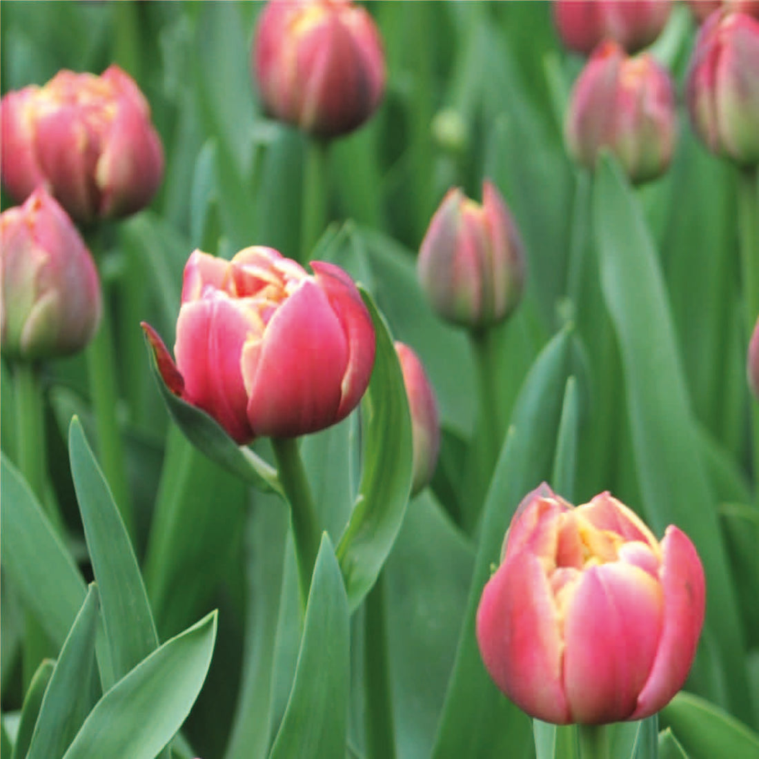 Organic Tulipa &