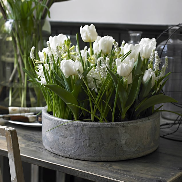 Courtyard Calm | Layered Planting Bundle