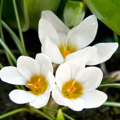 Crocus Ard Schenk.jpg