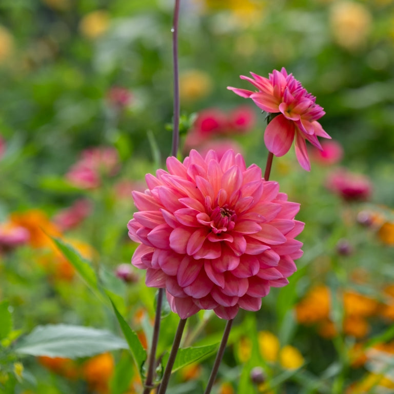 Dahlia &