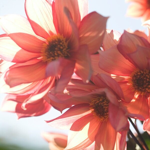 Dahlia+Waltzing+Matilda.jpg