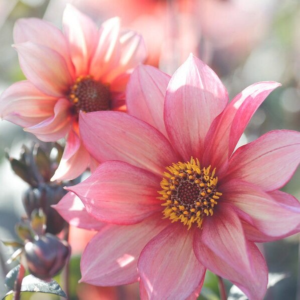 Dahlia+Waltzing+Matilda+2.jpg