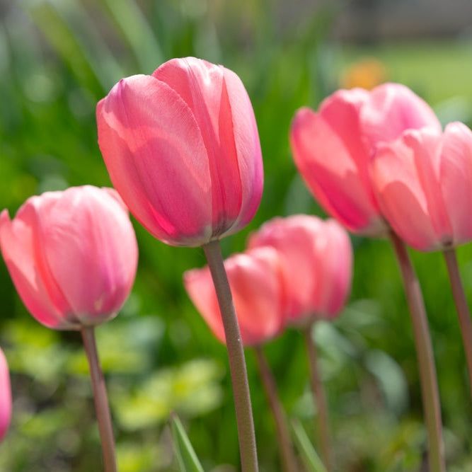 Organic Tulipa &