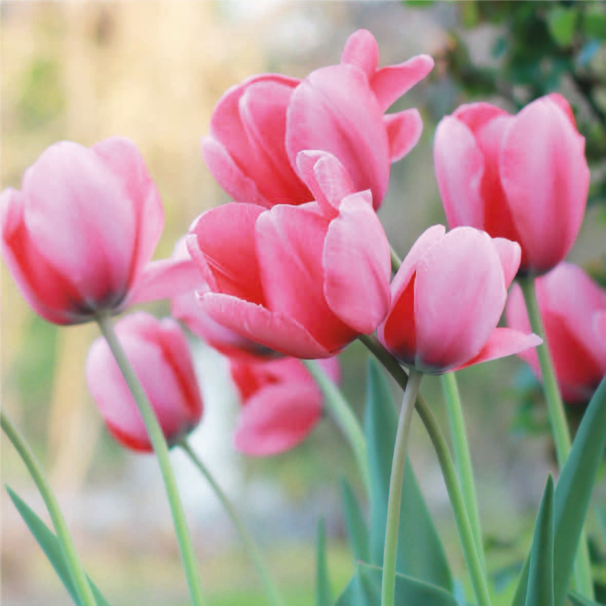 Organic Tulipa &