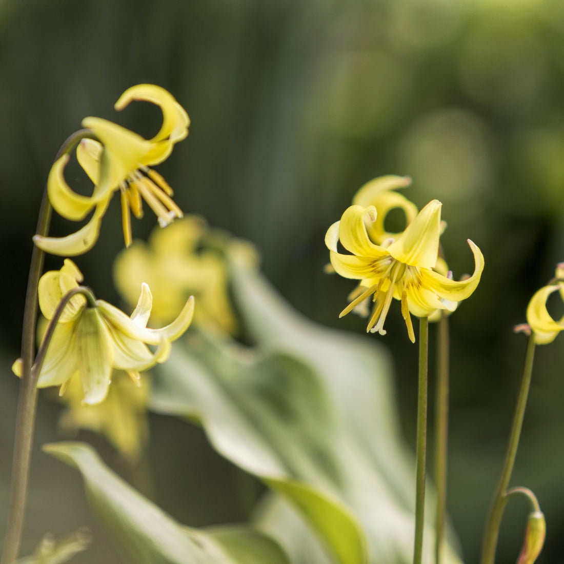 Erythronium &