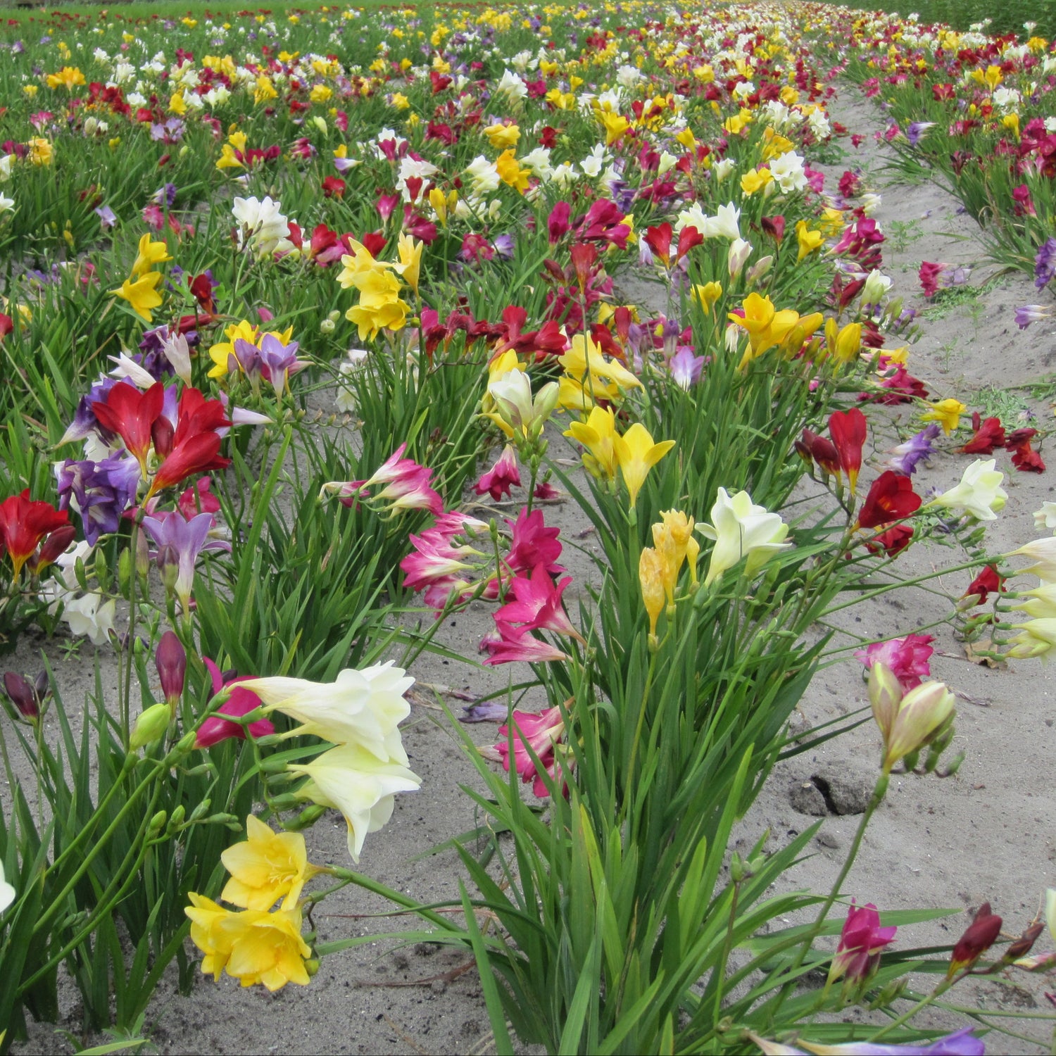 Organic Freesia