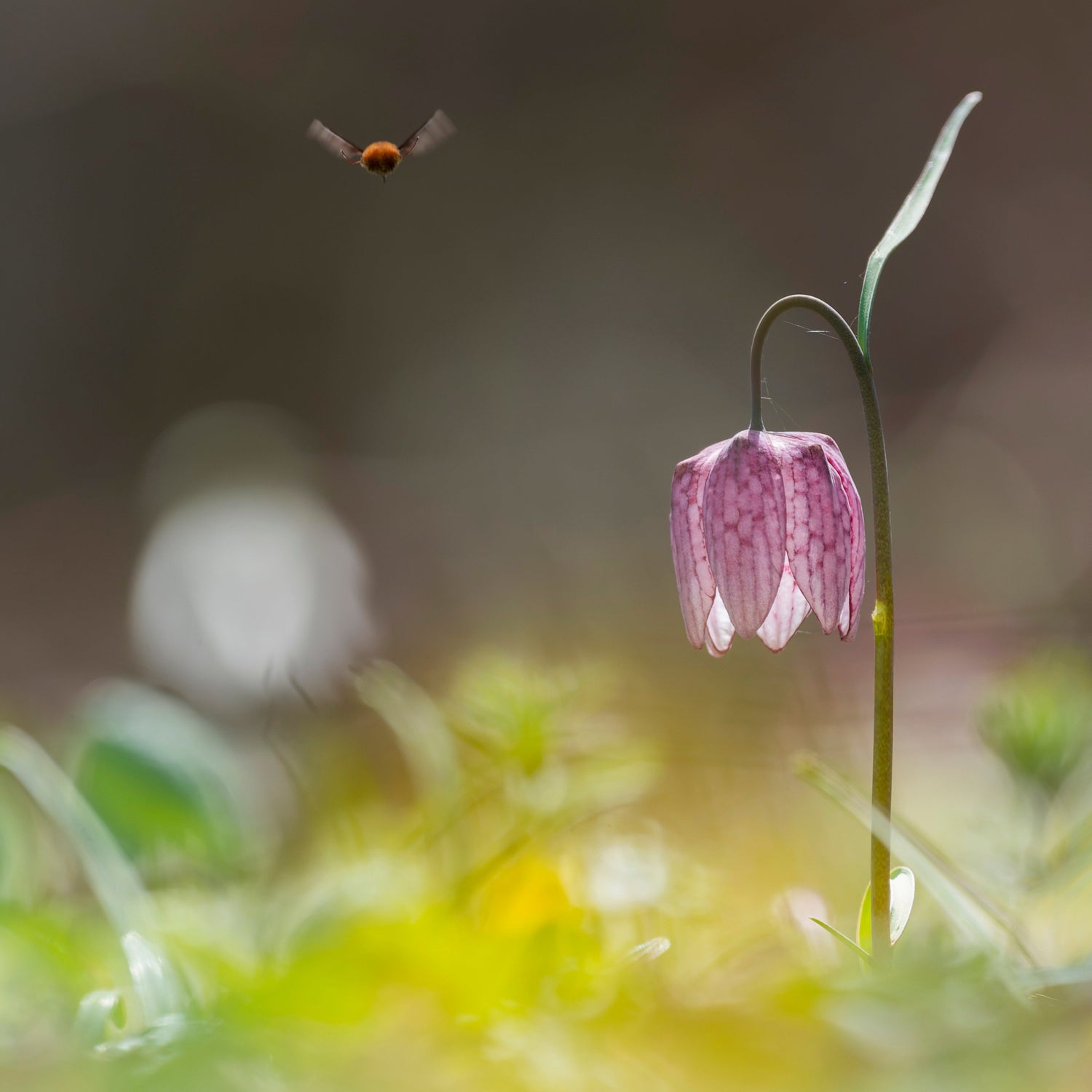 Emerging Insects Bundle | Healthy Food Source for Pollinators