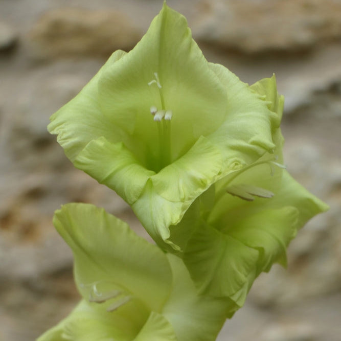 Organic Gladiolus &