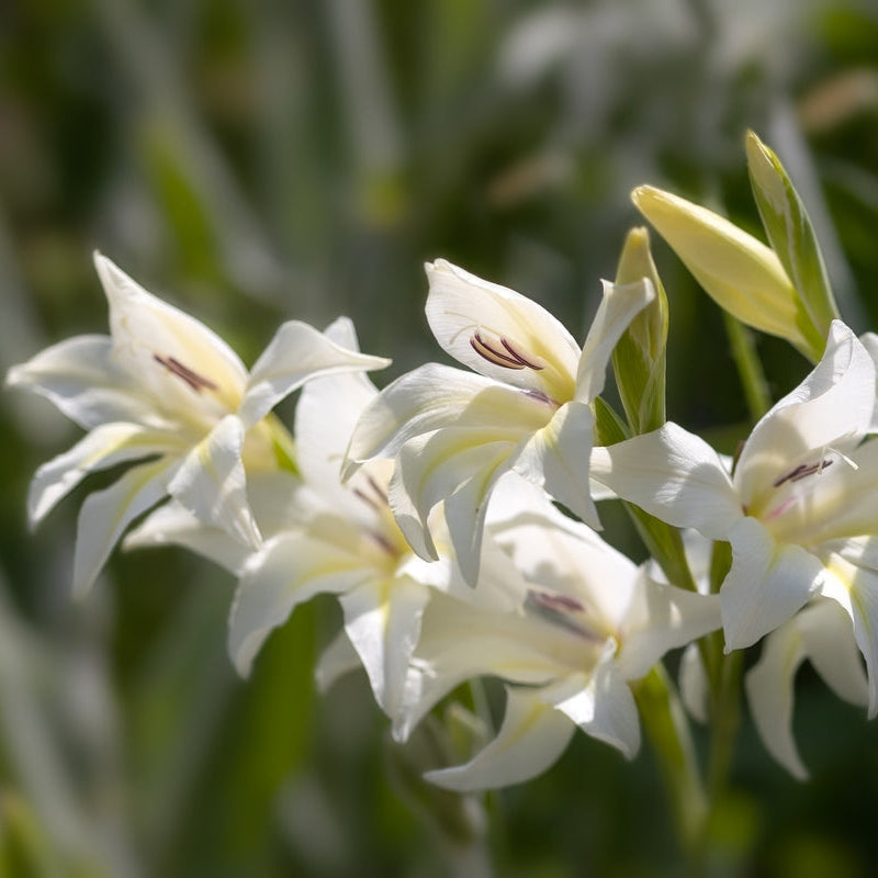 Gladiolus Piet Mohlen