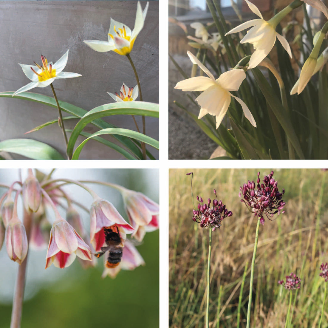 Tulipa turkestanica, Nectaroscordum siculum, Allium Maic and Narcissus Thalia