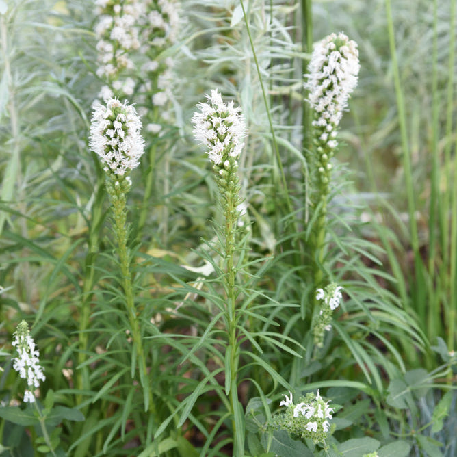 Liatris spicata &