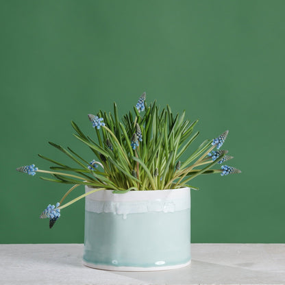 bulb plant pots Porcelain Cachepot – Organic Bulbs