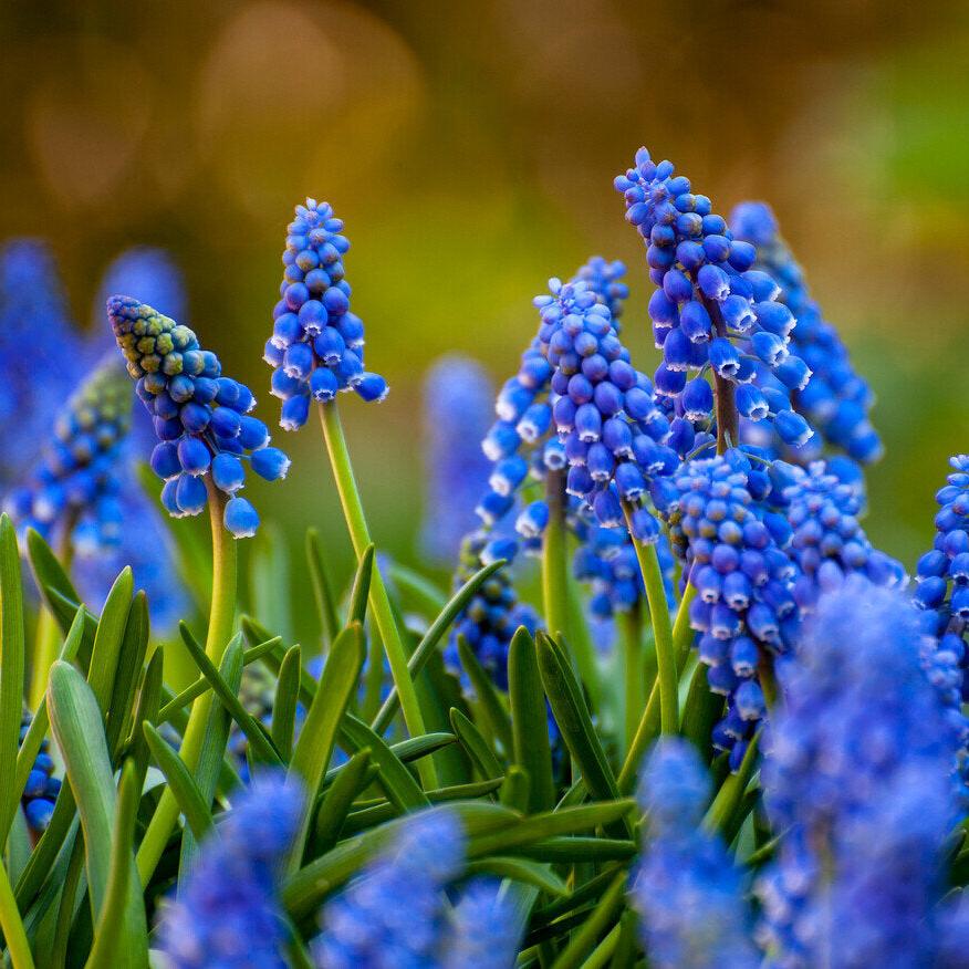 Organic Muscari | The World's Finest Flower Bulbs – Organic Bulbs
