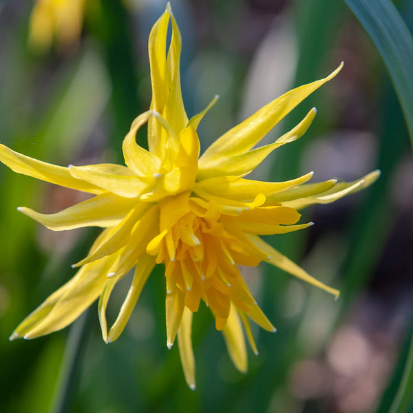 Narcissus_2B_2527Rip_2Bvan_2BW