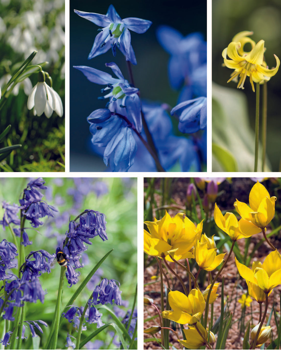 The Naturalising Woodland Collection