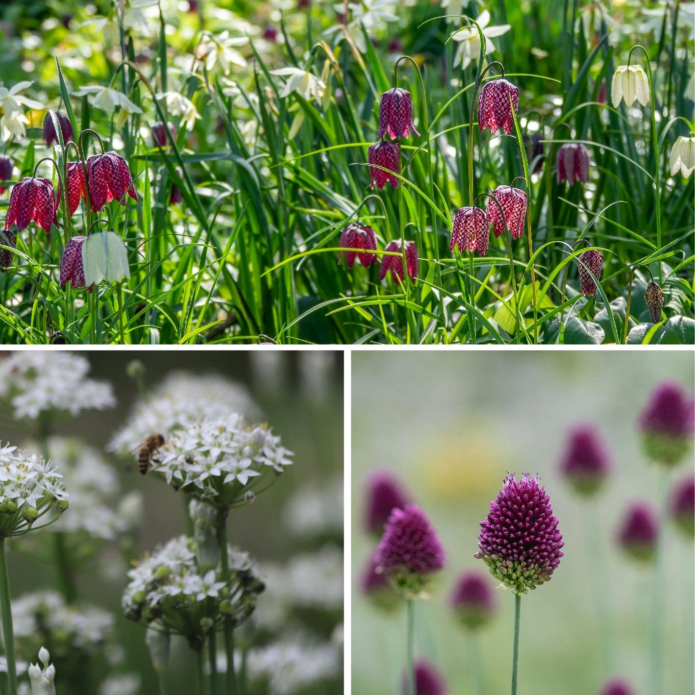 Boost Biodiversity Bundle | 7 Naturalising Bulbs for Autumn Planting