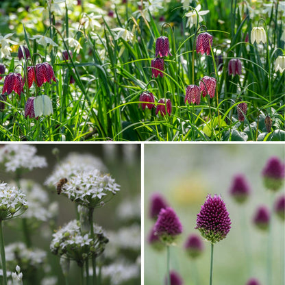 Boost Biodiversity Bundle | 7 Naturalising Bulbs for Autumn Planting