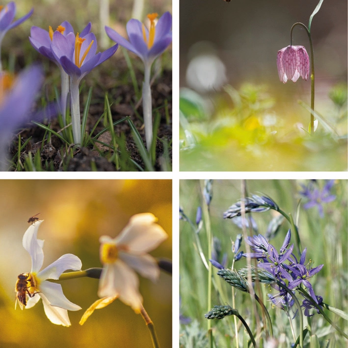 Boost Biodiversity Bundle | 7 Naturalising Bulbs for Autumn Planting