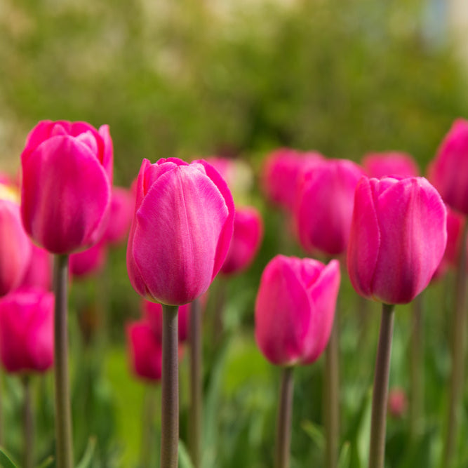 Organic Tulipa &