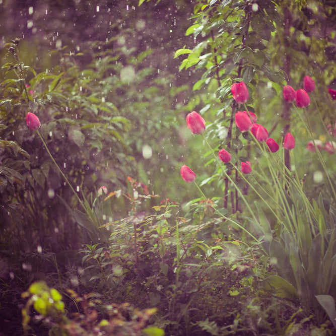 Organic Tulipa &