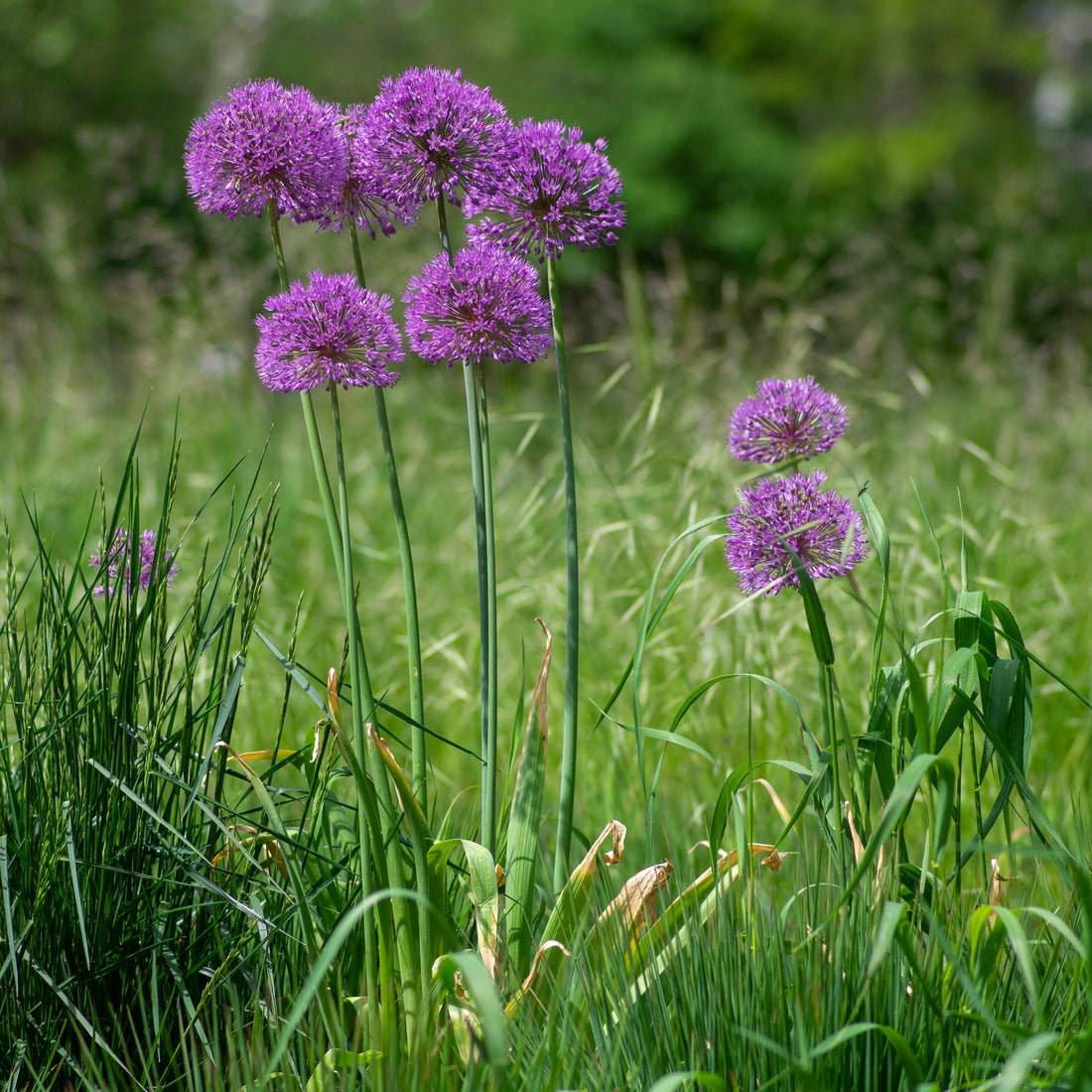 Organic Allium &