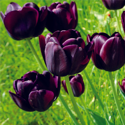 Organic Tulipa &