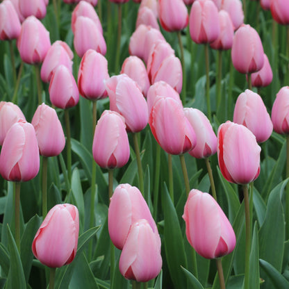 Organic Tulip &
