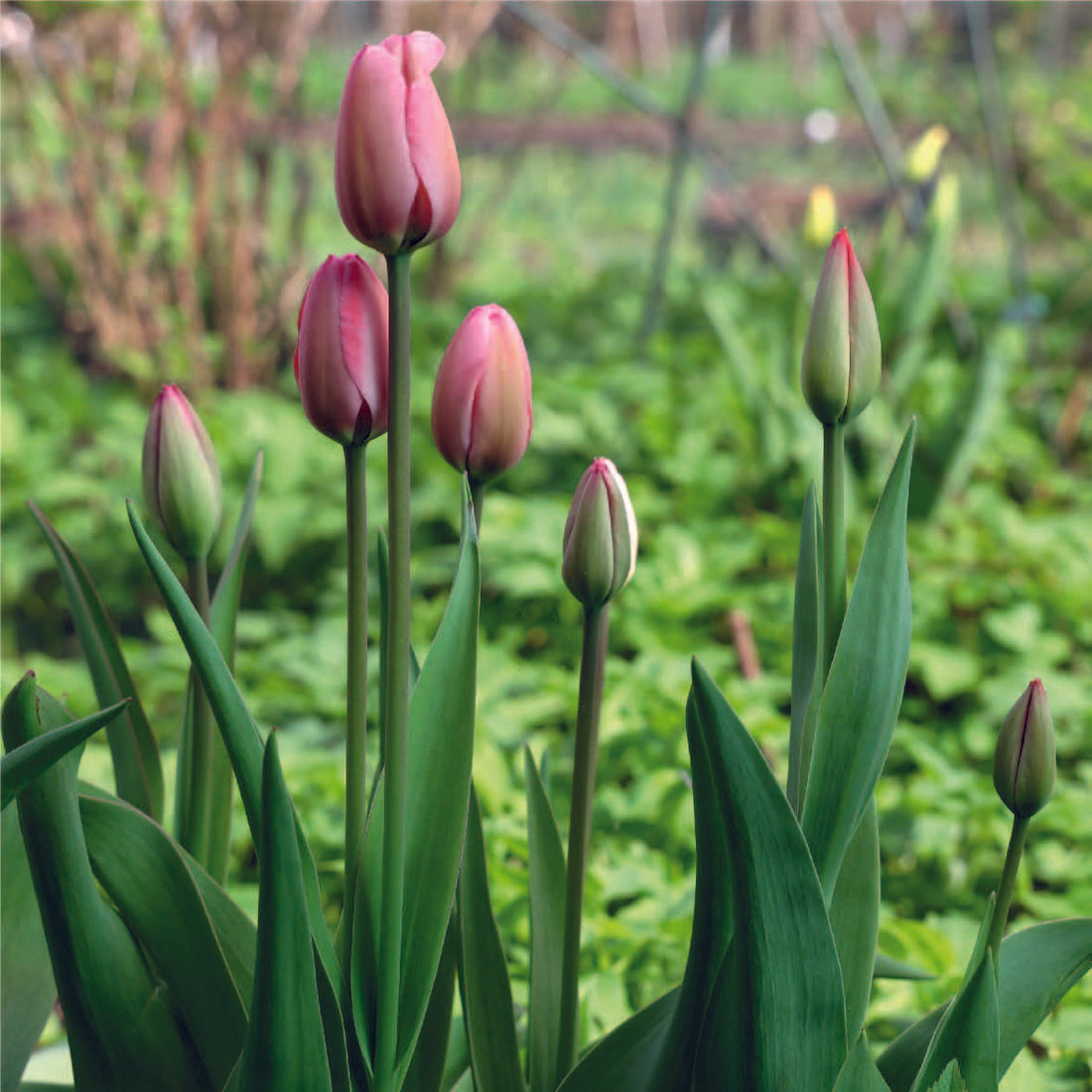 Organic Tulip &