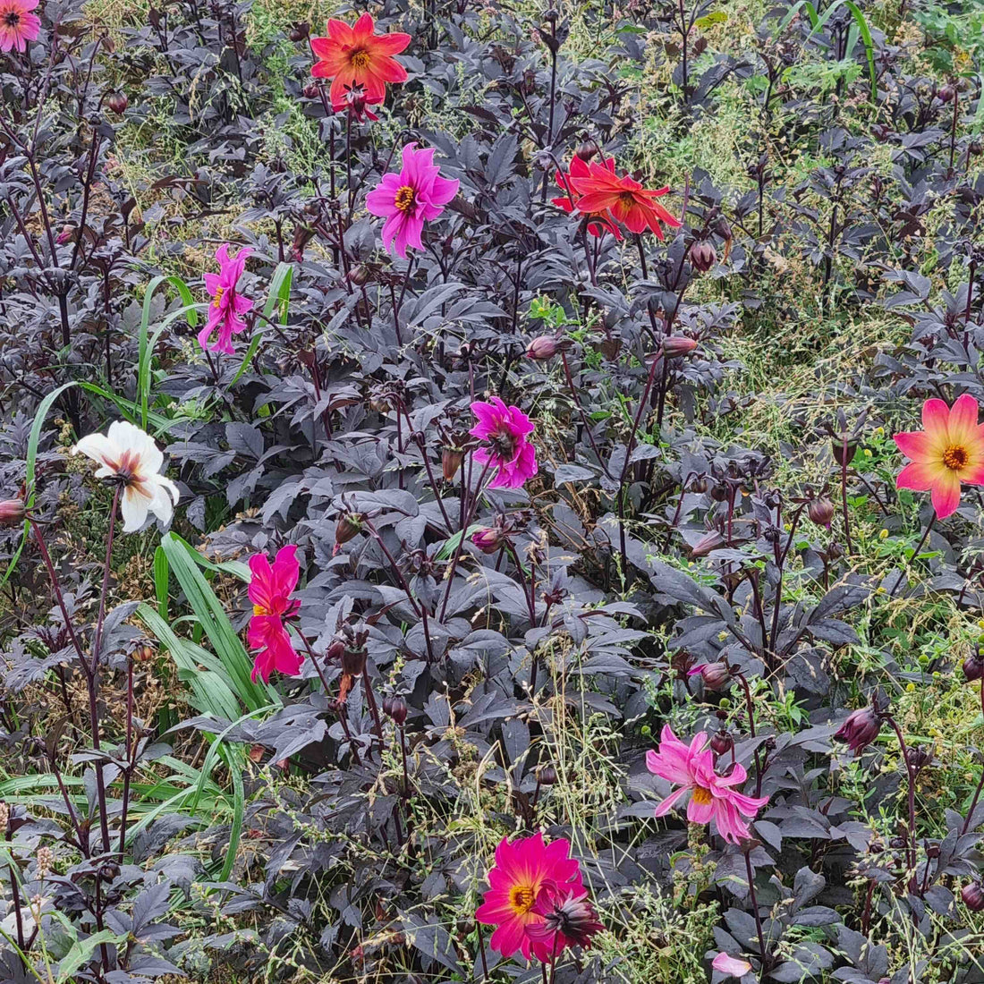 Single Flower Dahlia Magic Bee Mix