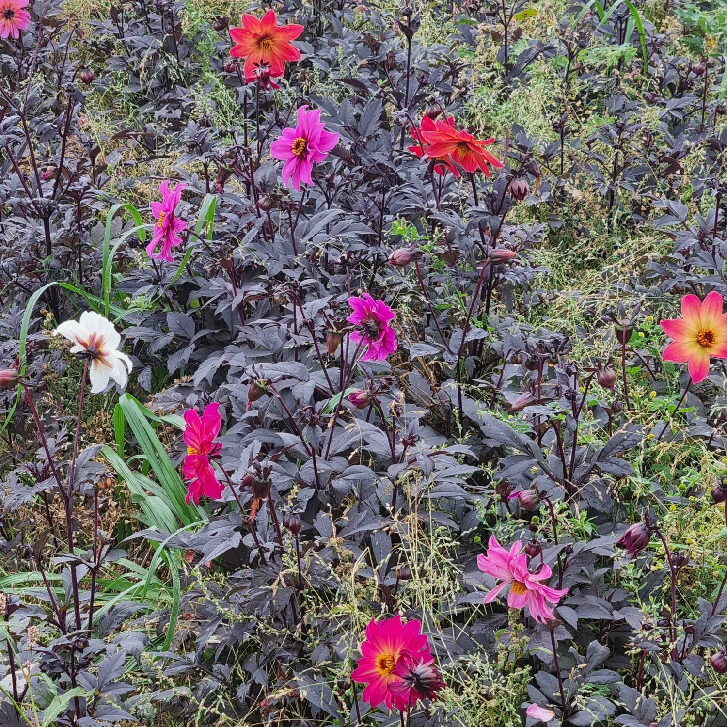 Single Flower Dahlia Magic Bee Mix