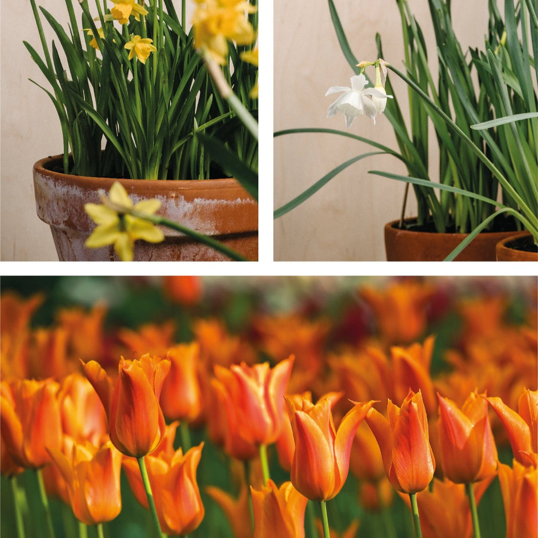 Spring Sunrise Collection