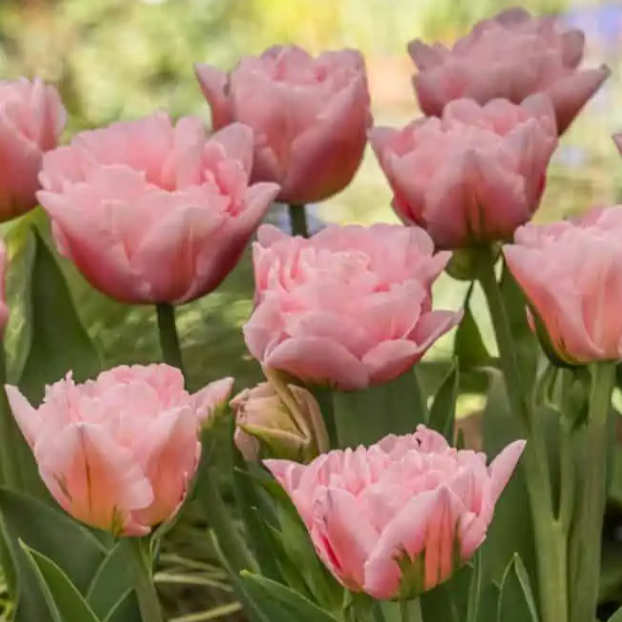 TUlipa Dreamer.png