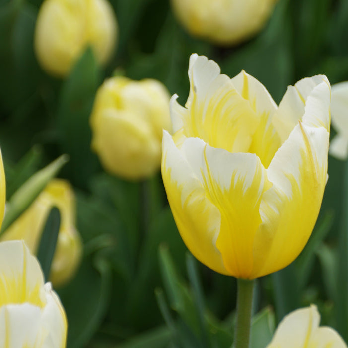 Tulipa &