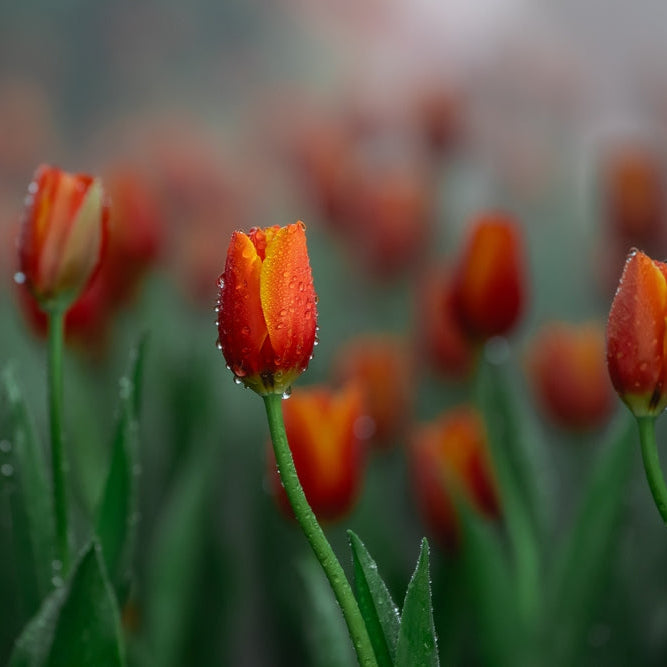 Organic Tulipa &