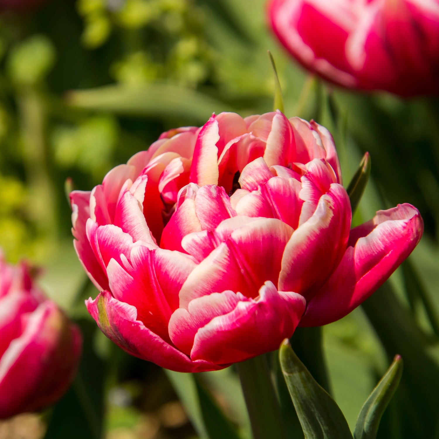 Organic Tulipa &