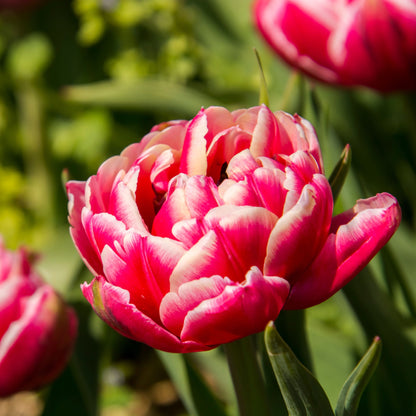 Organic Tulipa &