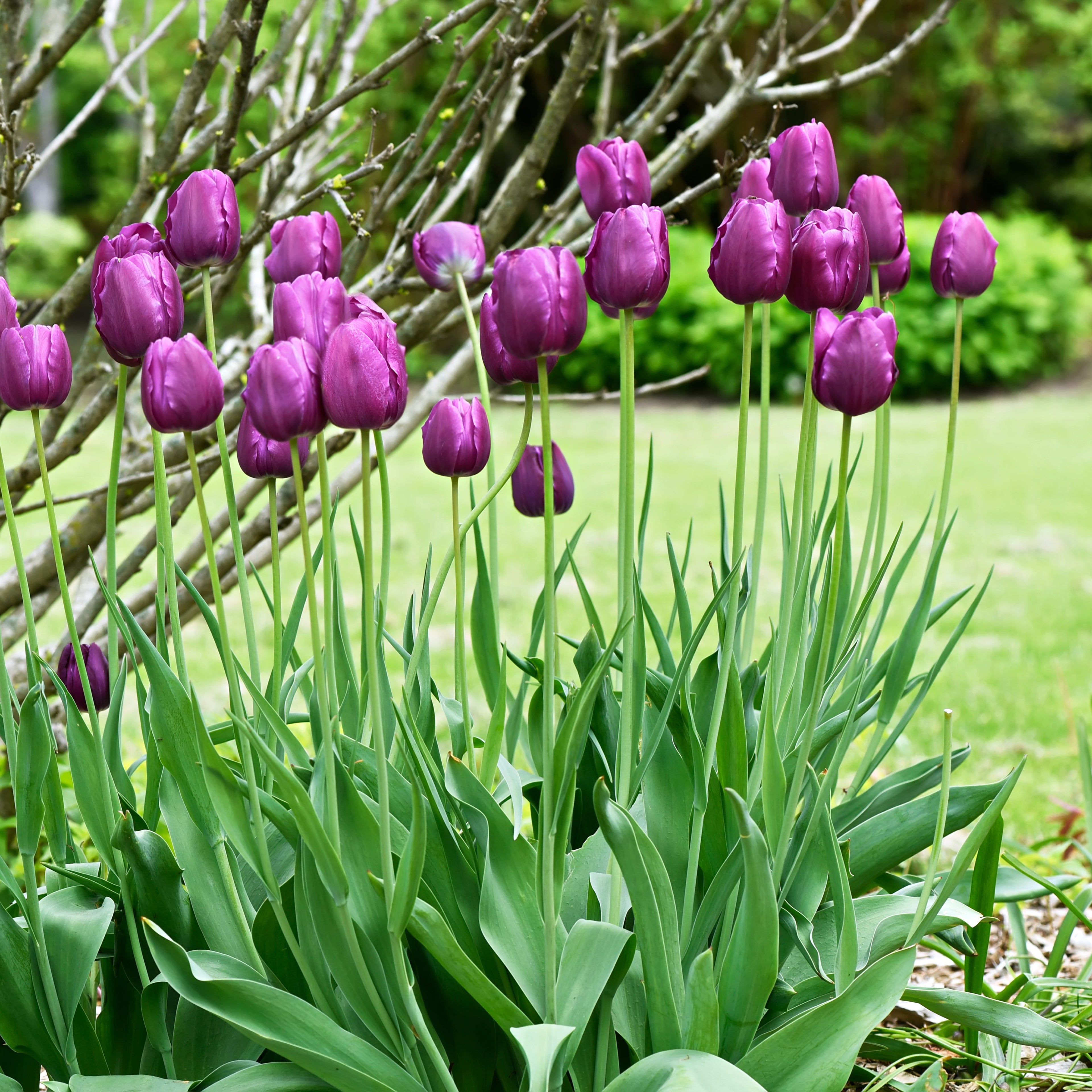 Tulipa &