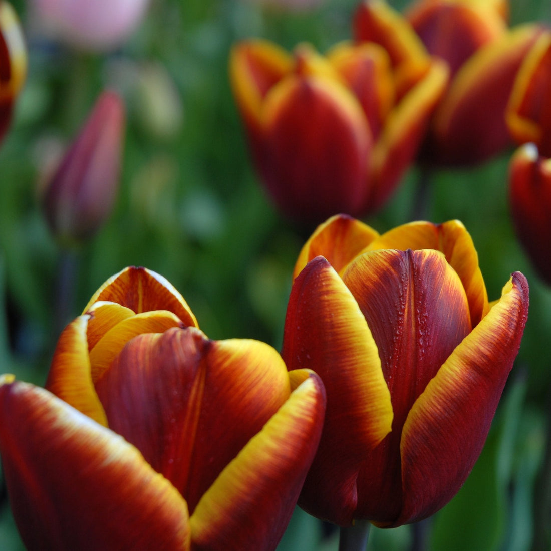 Tulipa Abu Hassan.jpg