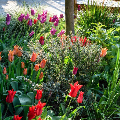Organic Tulipa &