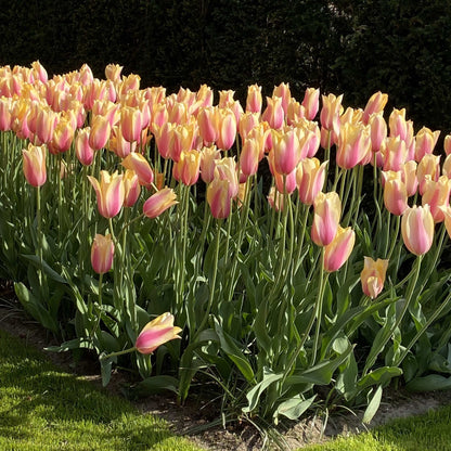 Organic Tulipa &