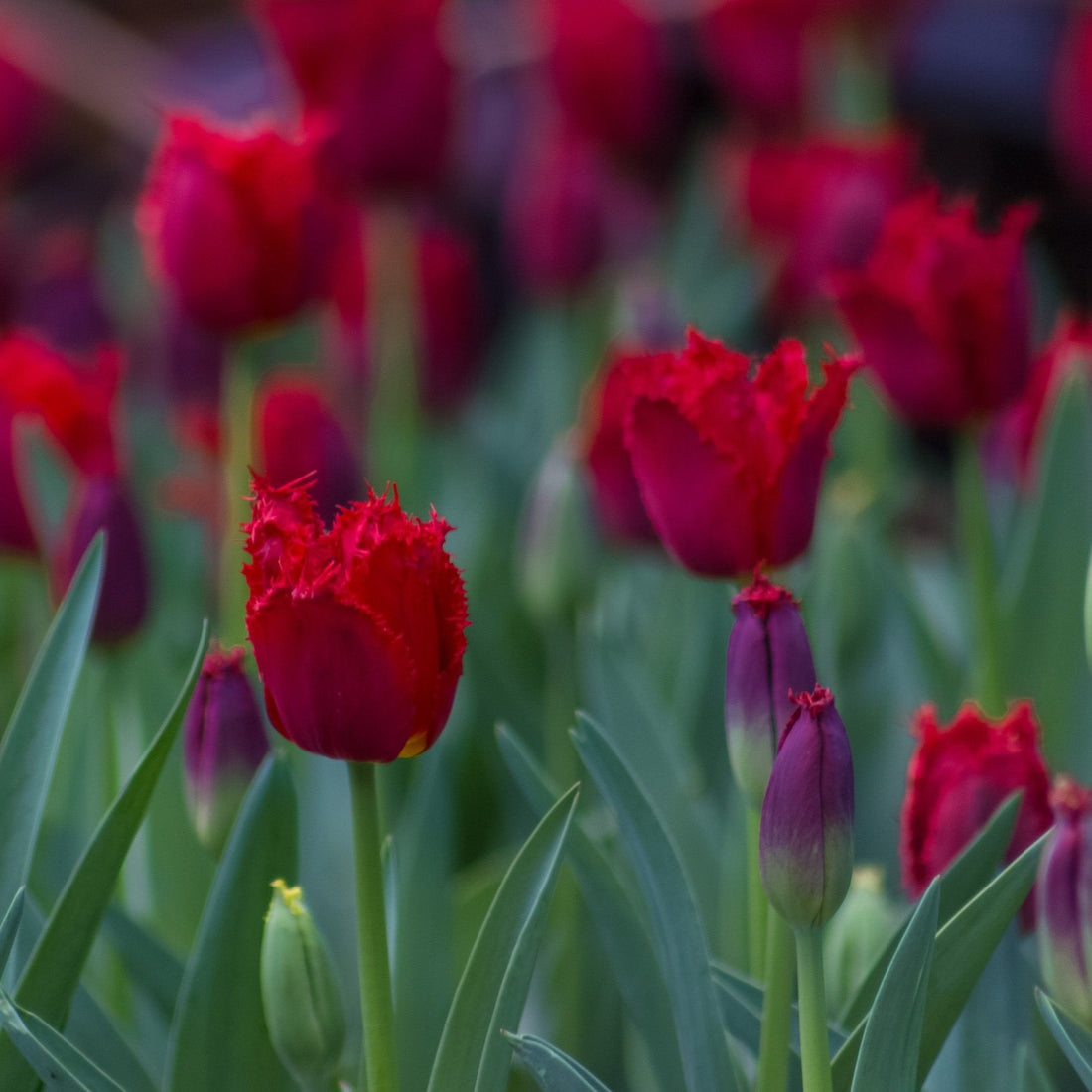 Tulipa Masterpiece.jpg