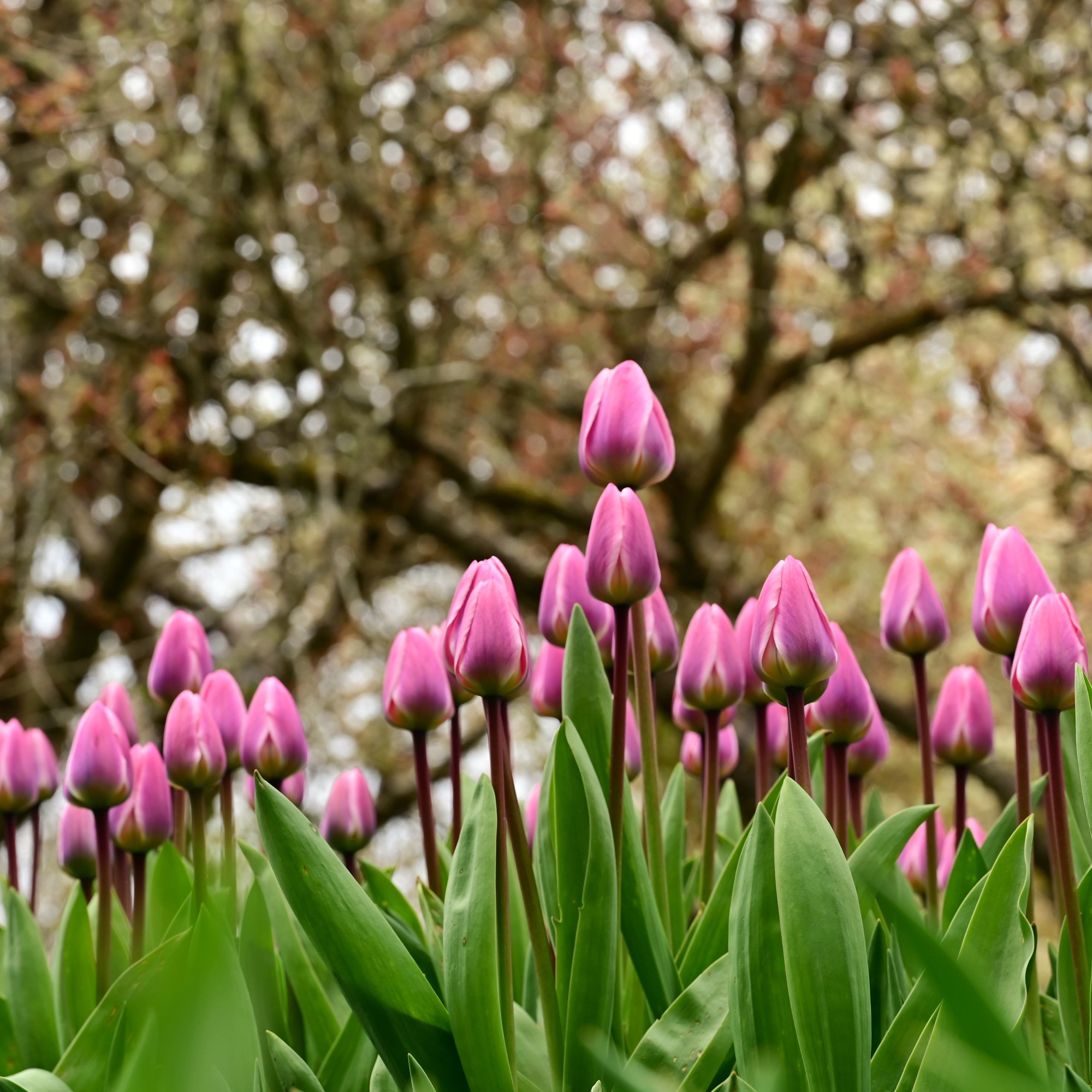 Organic Tulipa &