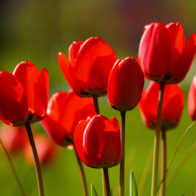 Organic Tulipa &
