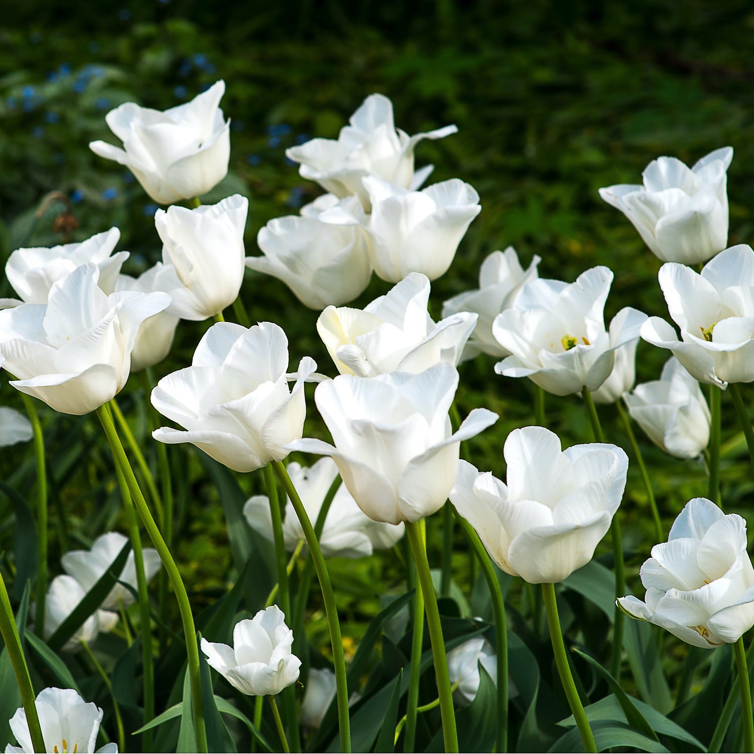 Organic Tulipa &